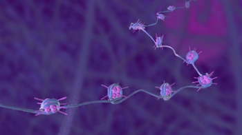 BioFlix: Animal Cell Nucleus and Ribosomes