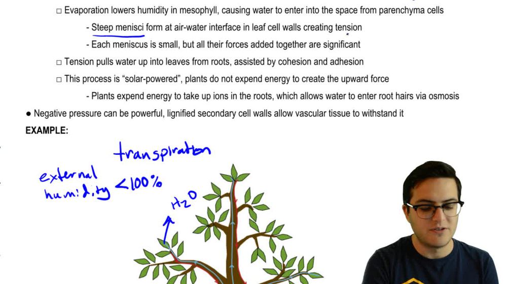 Cohesion-Tension Theory
