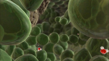 BioFlix: Water Transport in Plants