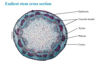 Animation:  Stem Cross Sections