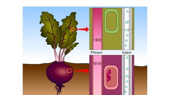Animation:  Phloem Transport 