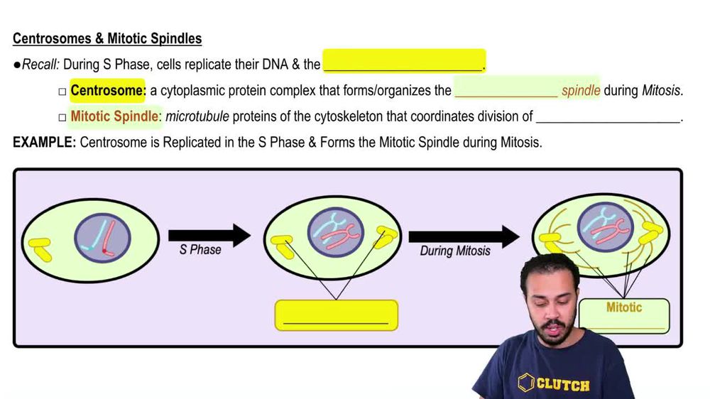 Centrosomes & Mitotic Spindles
