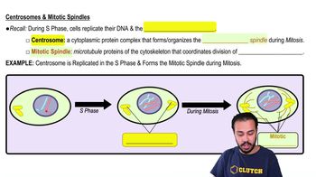 Centrosomes & Mitotic Spindles