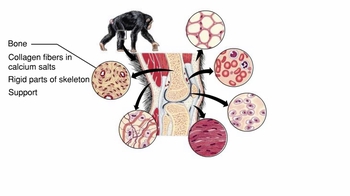 Animation: Connective Tissue
