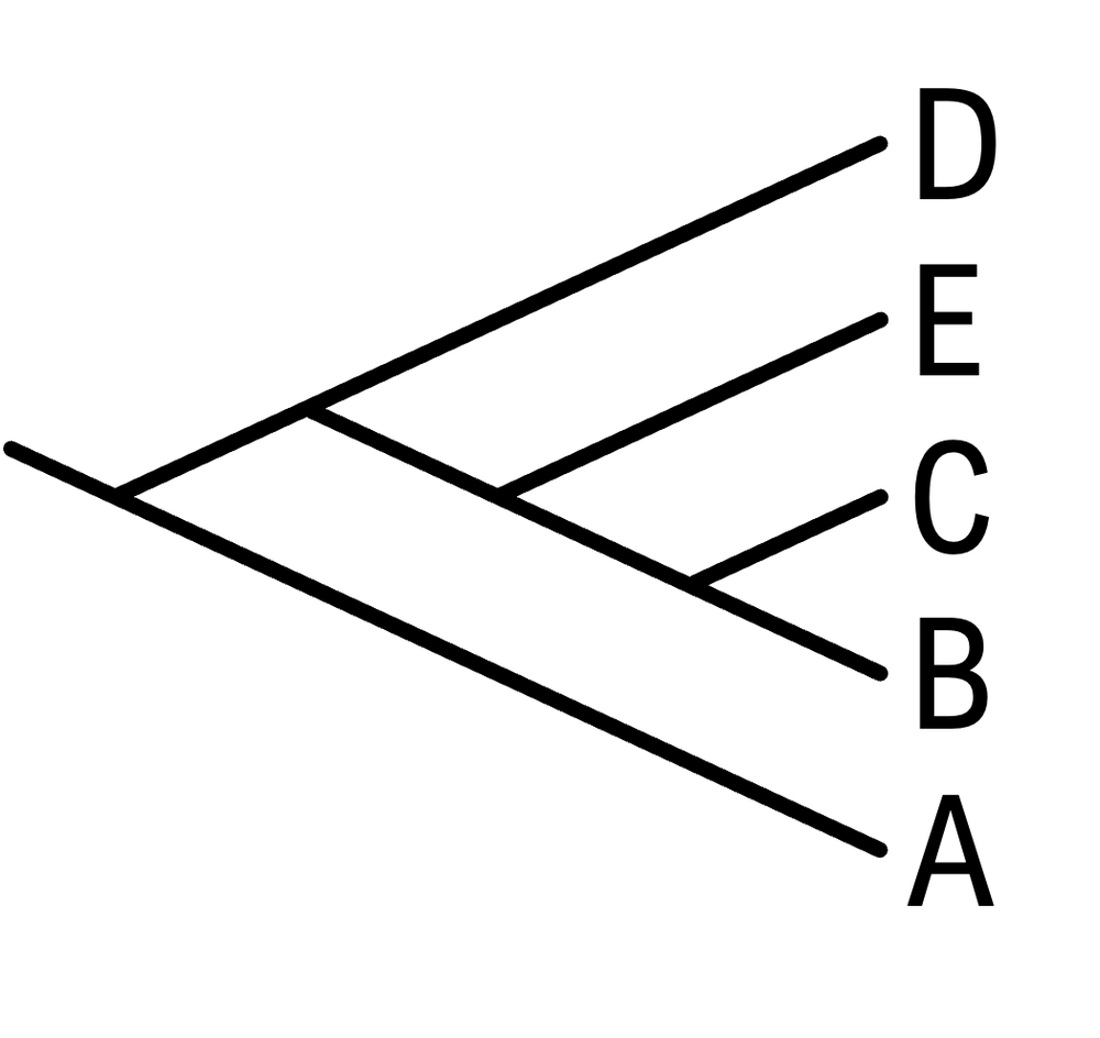Another phylogenetic tree illustrating species D, E, C, B, A with distinct evolutionary paths.