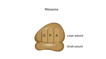 Animation: Ribosomes