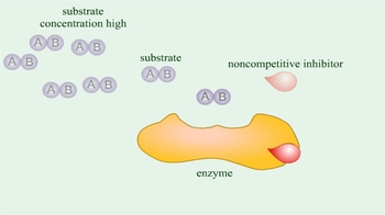 Animation: Enzymes: Noncompetitive Inhibition