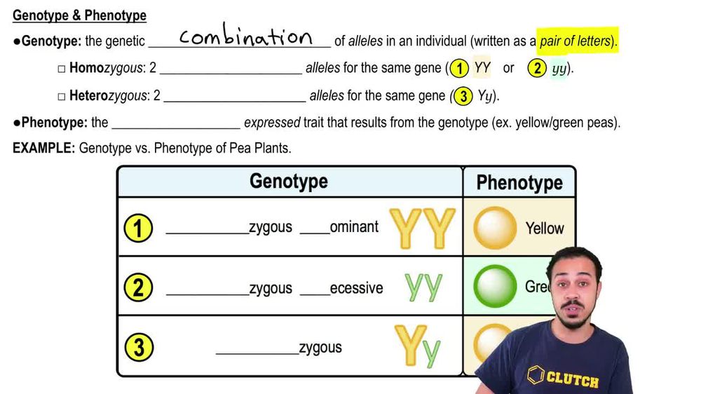 Genotype & Phenotype