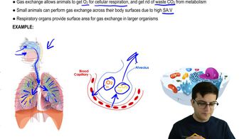 Gas Exchange and Breathing