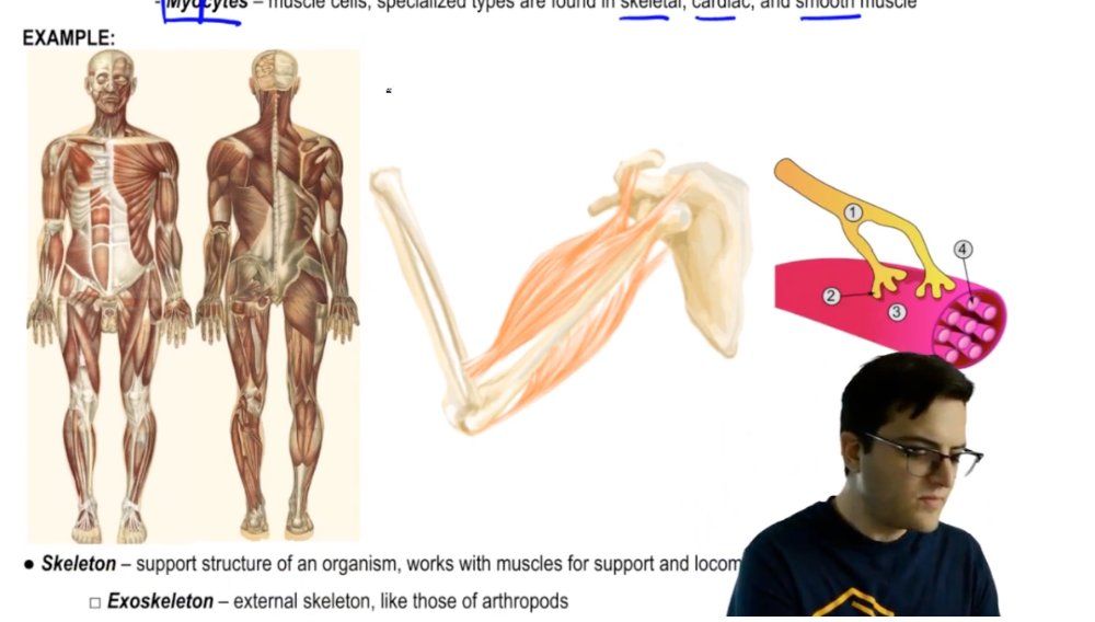 Muscle System and Skeleton