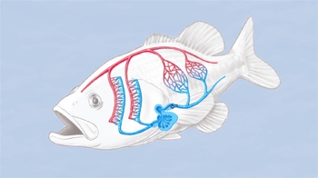 Animation: Gas Exchange in Fish Gills