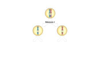 Animation: Origins of Genetic Variation 