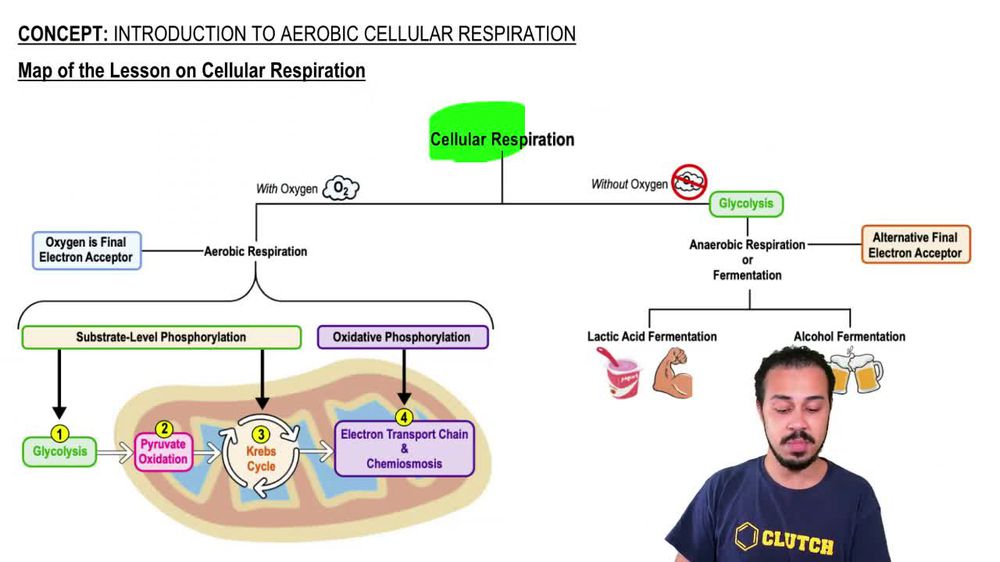 Map of the Lesson on Cellular Respiration
