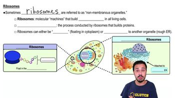 Ribosomes