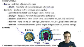 Overview of Animals - 2