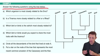 Introduction to Evolution and Natual Selection Example 4