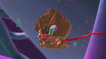 BioFlix: Translation