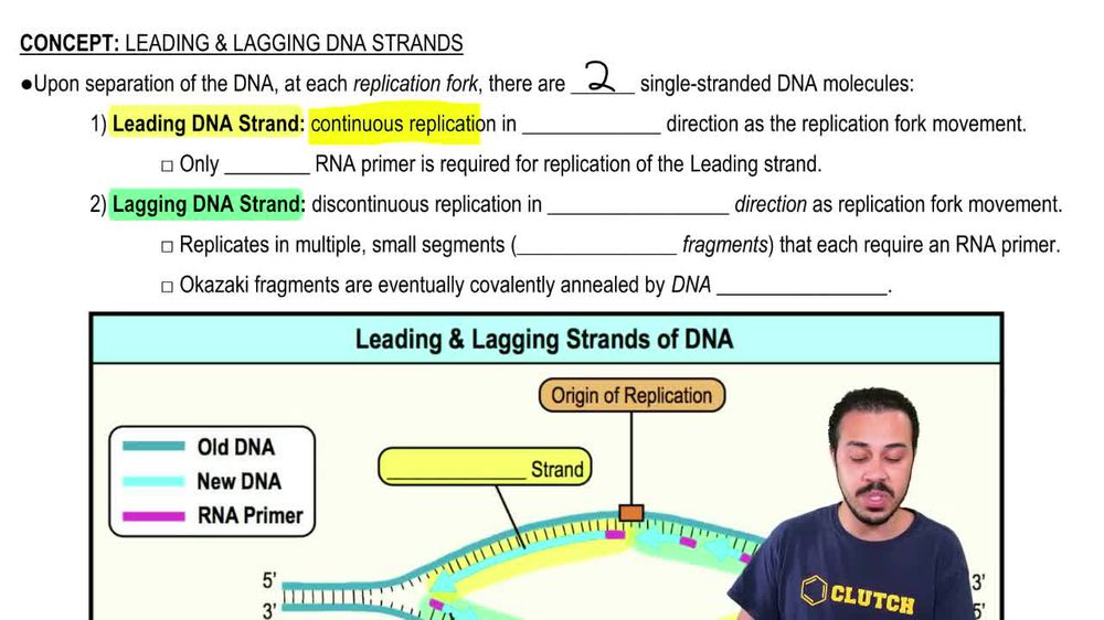 Leading & Lagging DNA Strands