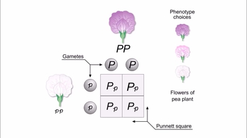 Animation: Mendel's Cross of One Character: Flower Color