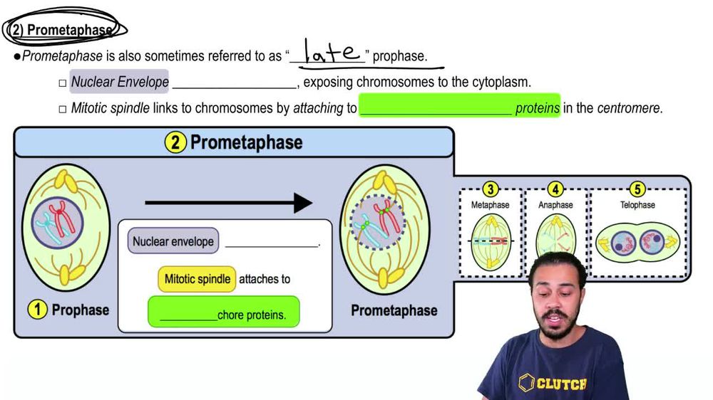 Prometaphase