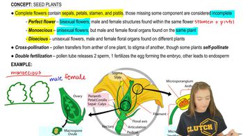 Seed Plants - 4