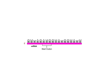 Animation: Initiation of Translation