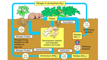 Animation: The Nitrogen Cycle