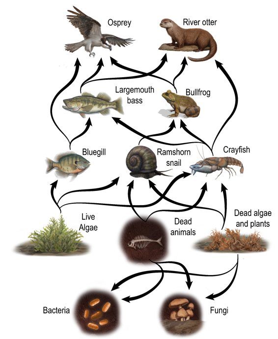 Food web diagram showing interactions among bullfrog, bass, otter, and other organisms in an ecosystem.