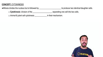 Cytokinesis