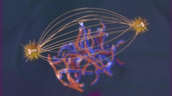 BioFlix: Meiosis