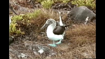 Short Video: Blue Footed Boobies Courship Ritual