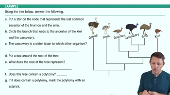 Phylogeny Example 2