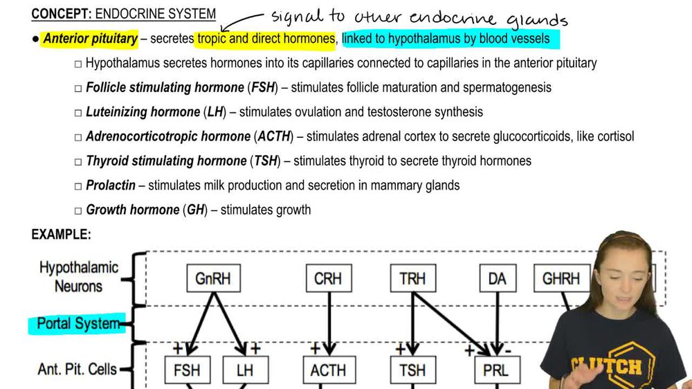 Anterior and Posterior Pituitary