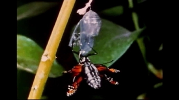 Short Video: Butterfly Emerging