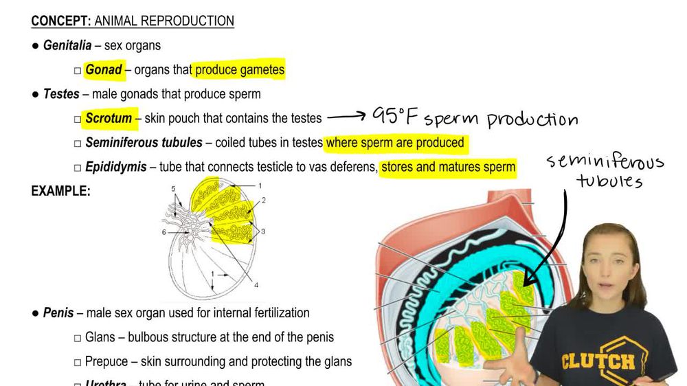 Male Reproductive Anatomy