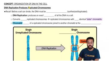 DNA Replication
