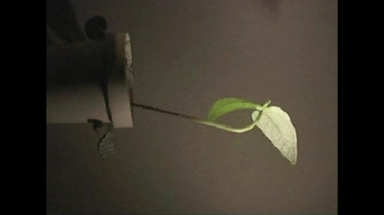 Short Video: Gravitropism