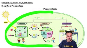Recap Map of Photosynthesis