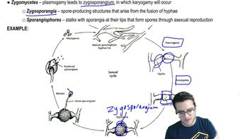 Fungi Reproduction - 2