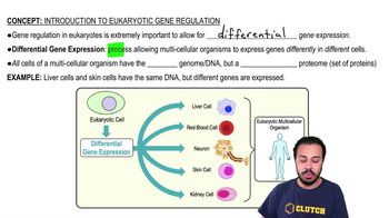 Introduction to Eukaryotic Gene Regulation