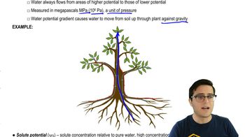 Water Potential