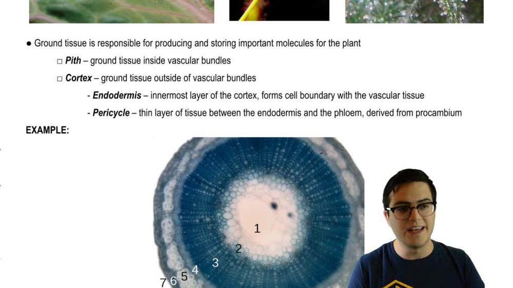 Epidermal and Ground Tissue