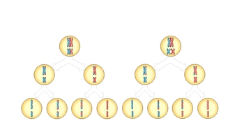 Animation: Genetic Variation from Crossing Over