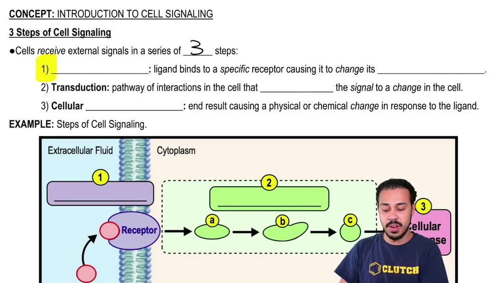 3 Steps of Cell Signaling