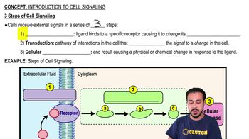 3 Steps of Cell Signaling