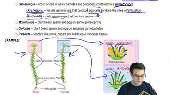 Nonvascular Plants - 2