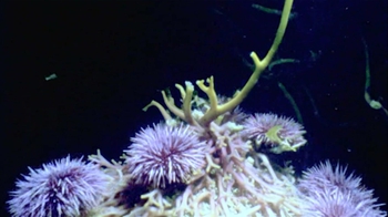 HHMI BioInteractive: Keystone Species and Trophic Cascades