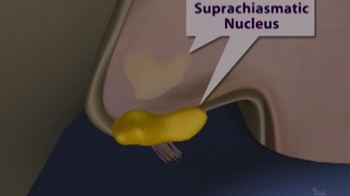 HHMI BioInteractive: Suprachiasmatic Nucleus
