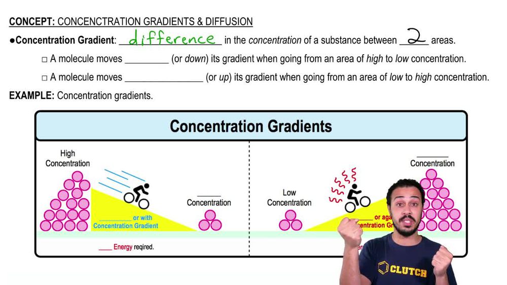 Concentration Gradients and Diffusion