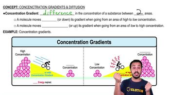 Concentration Gradients and Diffusion